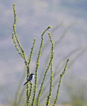 Loggerhead Shrike 5089